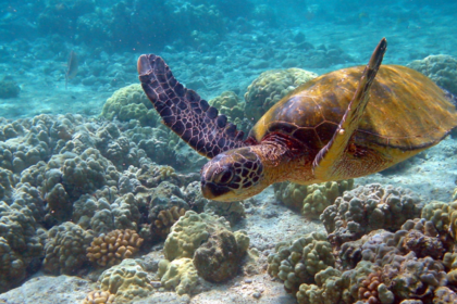 SOP released to conserve sea turtles across 36 islands of Lakshadweep