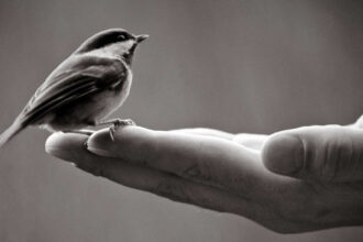 Spanish proverb of the day: 'A bird in hand is worth more than a hundred flying around'