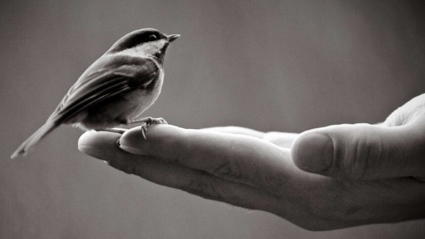 Spanish proverb of the day: 'A bird in hand is worth more than a hundred flying around'