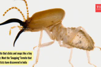 Termite that clicks and snaps like a tiny alarm: Meet the 'Snapping' Termite that scientists have discovered in India