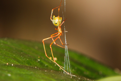 The 'ballista spider': Scientists discover a tiny spider that launches ants with 140 times the force of gravity