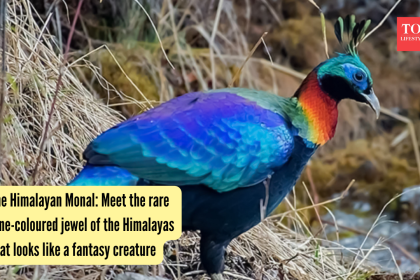 The Himalayan Monal: Meet the rare nine-coloured jewel of the Himalayas that looks like a fantasy creature