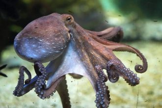 The oceans are changing faster than we thought: Sea creatures are lurking off the coast of England?