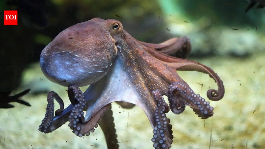 The oceans are changing faster than we thought: Sea creatures are lurking off the coast of England?