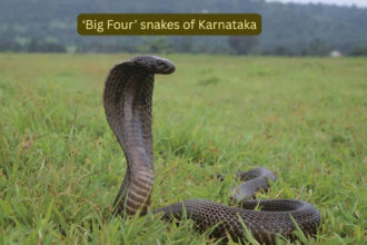 The venomous “Big Four” snakes of Karnataka, South India: What travellers need to know before venturing into wilderness