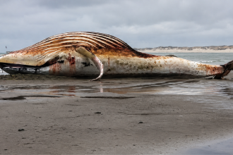 The whale mystery: Millions tried to save Timmy and spent $1.5 million on his rescue, but his bloated body was later found ne