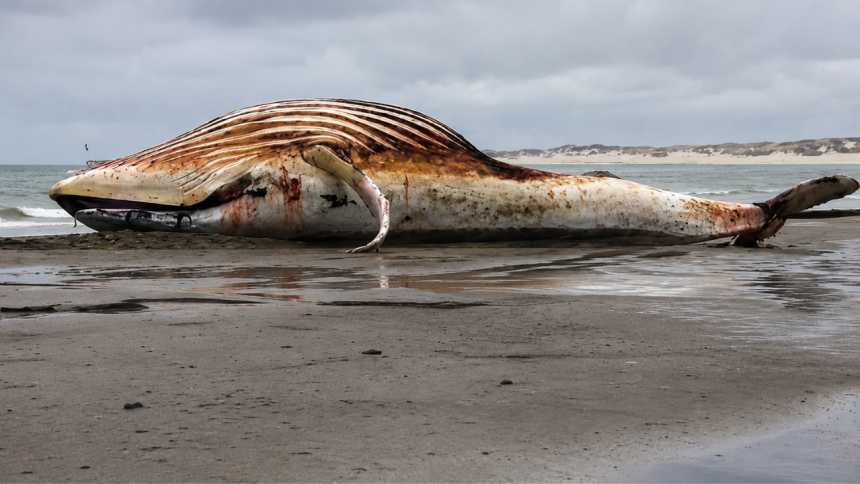 The whale mystery: Millions tried to save Timmy and spent $1.5 million on his rescue, but his bloated body was later found ne