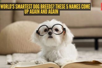 The world's smartest dog breeds? These 5 names come up again and again