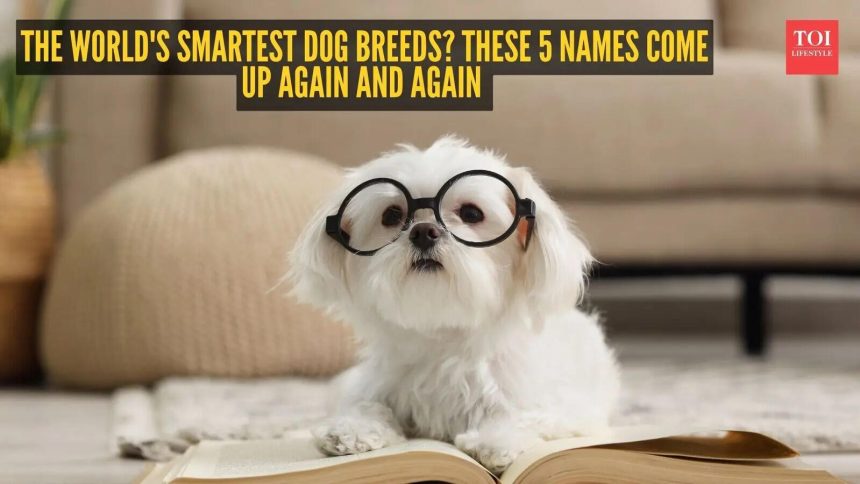 The world's smartest dog breeds? These 5 names come up again and again