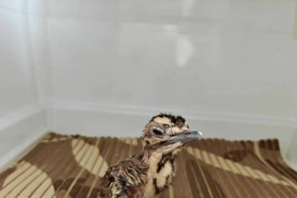 Three Great Indian Bustard chicks hatched under Project GIB