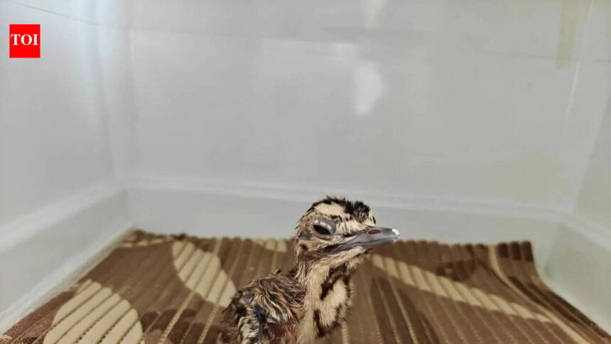Three Great Indian Bustard chicks hatched under Project GIB