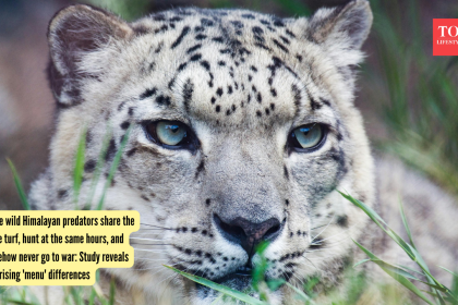 Three wild Himalayan predators share the same turf, hunt at the same hours, and somehow never go to war: Study reveals surpri