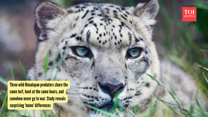 Three wild Himalayan predators share the same turf, hunt at the same hours, and somehow never go to war: Study reveals surpri