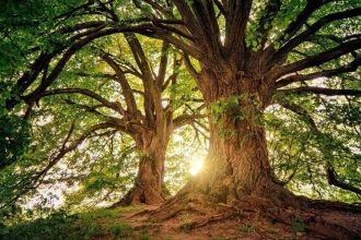 Trees have a hidden climate superpower: They keep absorbing carbon long after growth stops