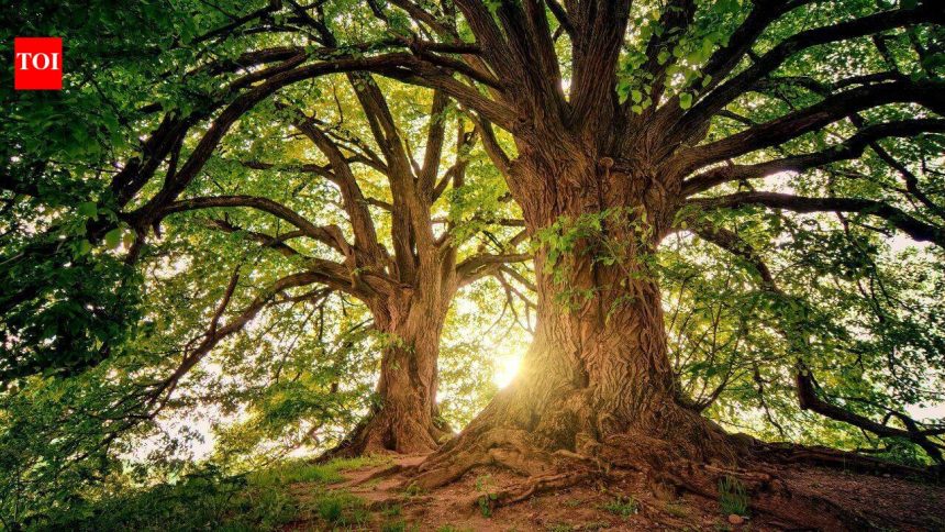 Trees have a hidden climate superpower: They keep absorbing carbon long after growth stops