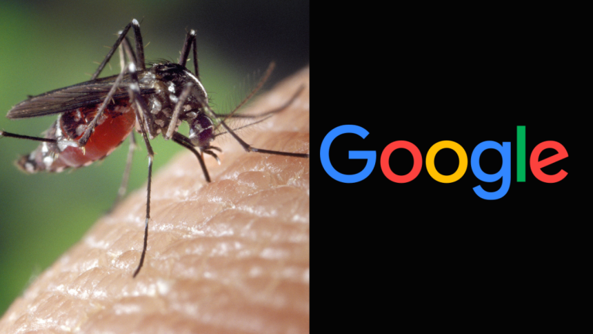 What is Wolbachia: The Google-backed bacteria behind 32 million mosquitoes fighting dengue and malaria