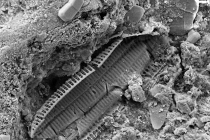 What lies beneath Omaha Beach: Microscopic WWII shrapnel found in sand reveals the land still carries the memory of war