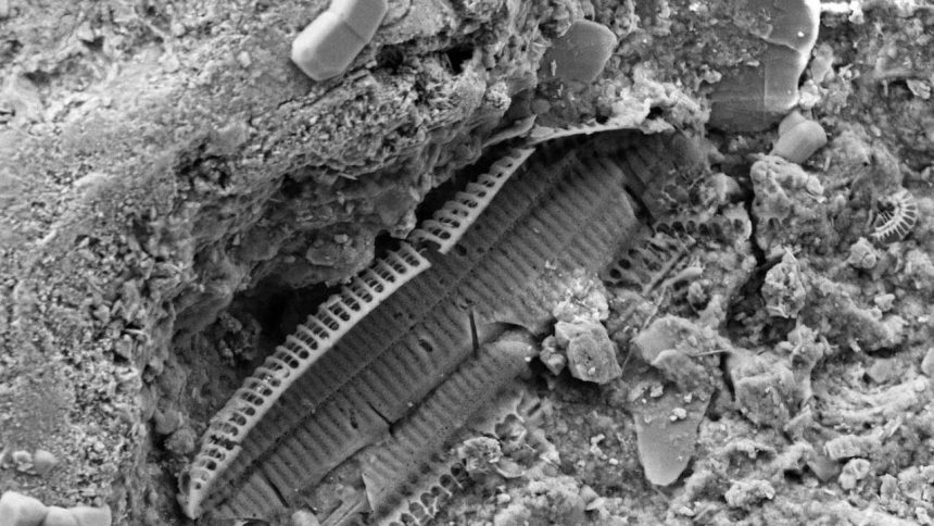 What lies beneath Omaha Beach: Microscopic WWII shrapnel found in sand reveals the land still carries the memory of war