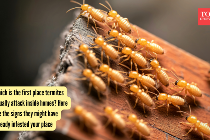Which is the first place termites usually attack inside homes? Here are the signs they might have already infested your place