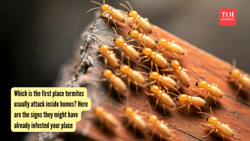 Which is the first place termites usually attack inside homes? Here are the signs they might have already infested your place