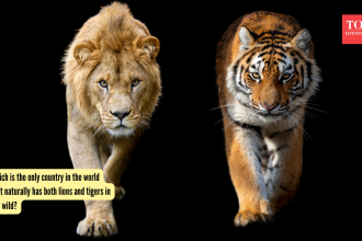 Which is the only country in the world that naturally has both lions and tigers in the wild?