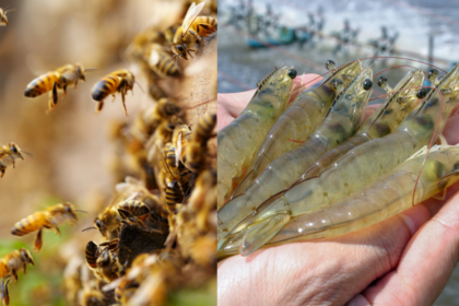 Why scientists are vaccinating honeybees and shrimp for the first time