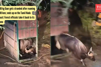 Wild Gaur gets stranded after roaming 300 kms; ends up on the Tamil Nadu coast: Forest officials take it back to its home
