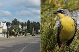 Wildlife miracle: Tiny Michigan town saved an entire bird species and rewrote conservation history