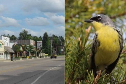 Wildlife miracle: Tiny Michigan town saved an entire bird species and rewrote conservation history