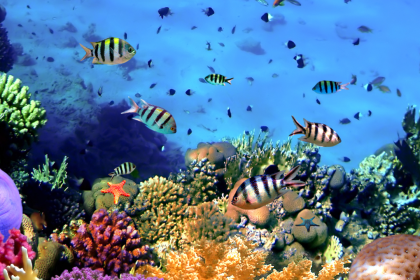 World Reef Awareness Day: 10 unique facts about the Great Barrier Reef every traveller should know