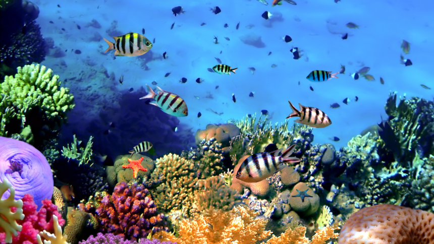 World Reef Awareness Day: 10 unique facts about the Great Barrier Reef every traveller should know