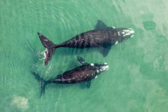 World’s largest ‘whale graveyard’ found beneath the Indian Ocean: A hidden 5-million-year mystery revealed