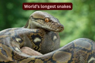 World’s longest snakes and where travellers can spot them