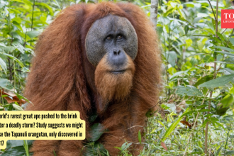 World's rarest great ape pushed to the brink after a deadly storm? Study suggests we might lose the Tapanuli orangutan, only