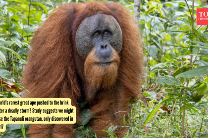 World's rarest great ape pushed to the brink after a deadly storm? Study suggests we might lose the Tapanuli orangutan, only