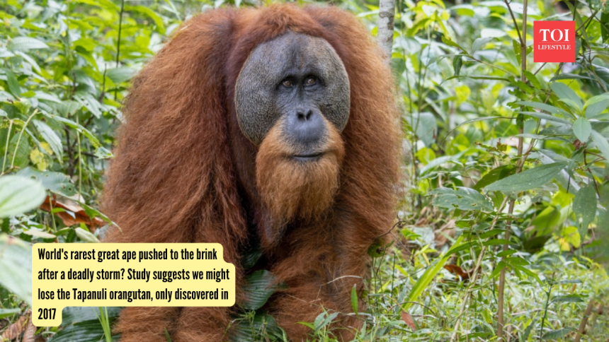 World's rarest great ape pushed to the brink after a deadly storm? Study suggests we might lose the Tapanuli orangutan, only