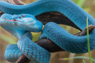 10 deadliest snakes in the world and where can travellers find them