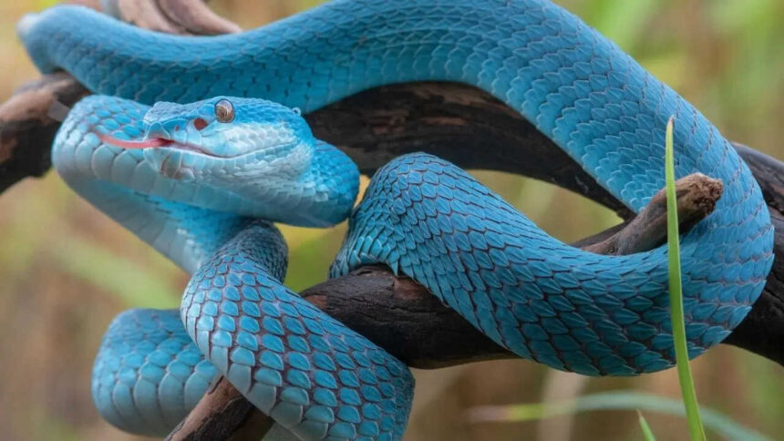 10 deadliest snakes in the world and where can travellers find them