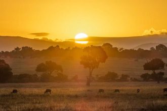 10 wild animals that make the Masai Mara one of Africa's greatest safari destinations