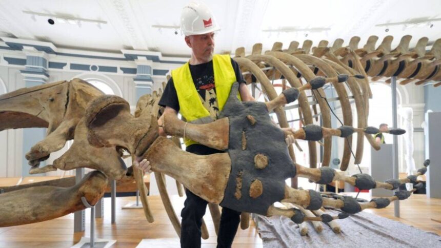 120-year-old North Atlantic right whale skeleton returns to Hull Museum after 6 years