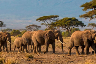 15 elephants suspected to have died after eating pesticide-sprayed tomatoes near Kenya's Amboseli National Park