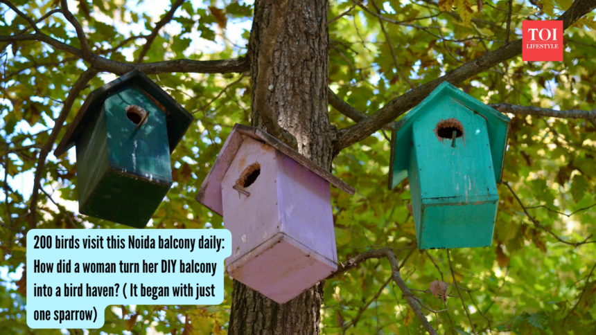 200 birds visit this Noida balcony daily: How did a woman turn her DIY balcony into a bird haven? ( It began with just one sp