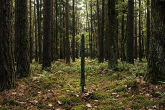 2,700-year-old sword found standing upright in a Polish forest may reveal a forgotten Bronze Age ritual