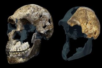 300,000-year-old Homo naledi fossils from a South African cave suggest the ancient human relative may have been a female-only