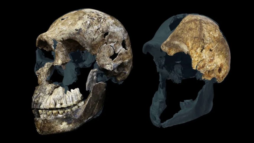 300,000-year-old Homo naledi fossils from a South African cave suggest the ancient human relative may have been a female-only