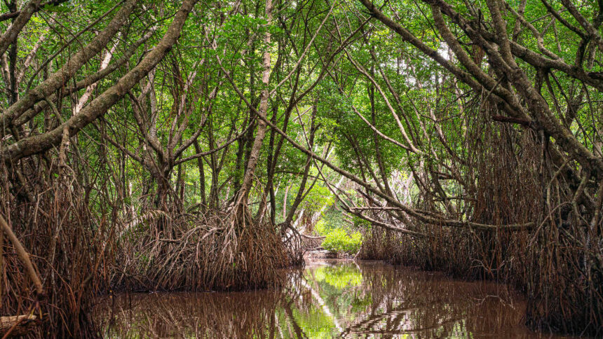 40-year study reveals natural regrowth is reviving the world's Mangrove forests