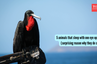 5 animals that sleep with one eye open (surprising reason why they do so)