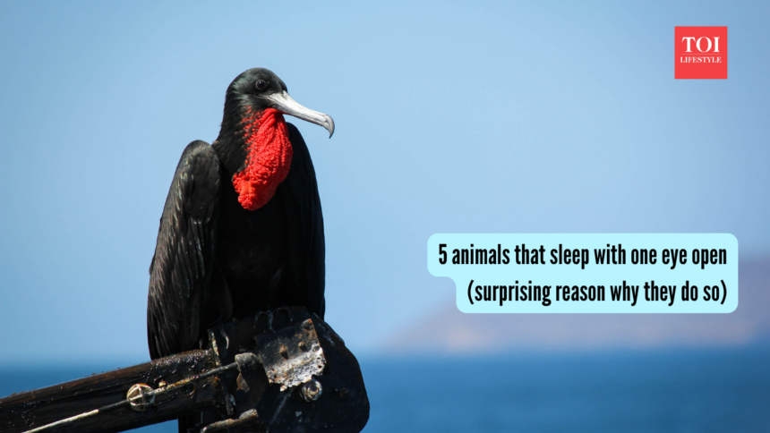 5 animals that sleep with one eye open (surprising reason why they do so)