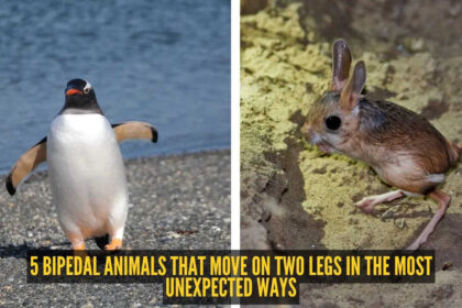 5 bipedal animals that move on two legs in the most unexpected ways