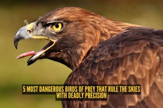 5 most dangerous birds of prey that rule the skies with deadly precision